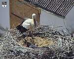 Capi_Dubne_20260525_160003.jpg