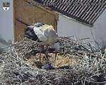 Capi_Dubne_20260525_161502.jpg