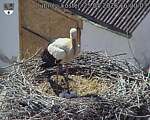 Capi_Dubne_20260525_162003.jpg