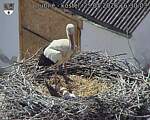 Capi_Dubne_20260525_163003.jpg