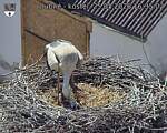 Capi_Dubne_20260525_163502.jpg
