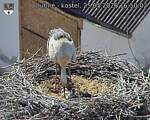 Capi_Dubne_20260525_165002.jpg