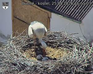 Capi_Dubne_20260525_165503.jpg (1350&nbsp;x&nbsp;1080)