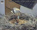 Capi_Dubne_20260525_172002.jpg