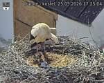 Capi_Dubne_20260525_172504.jpg