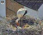 Capi_Dubne_20260525_190003.jpg