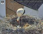 Capi_Dubne_20260525_190502.jpg