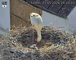 Capi_Dubne_20260525_192003.jpg