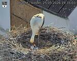Capi_Dubne_20260525_193504.jpg