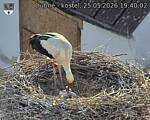 Capi_Dubne_20260525_194002.jpg