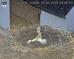 Capi_Dubne_20260525_200004.jpg