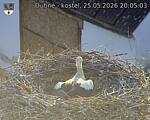 Capi_Dubne_20260525_200503.jpg