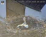 Capi_Dubne_20260525_201003.jpg