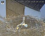 Capi_Dubne_20260525_201502.jpg
