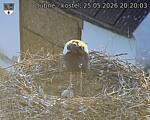 Capi_Dubne_20260525_202003.jpg