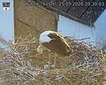 Capi_Dubne_20260525_203003.jpg