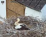Capi_Dubne_20260525_204502.jpg