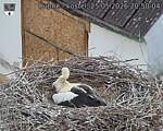 Capi_Dubne_20260525_205004.jpg
