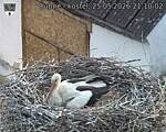 Capi_Dubne_20260525_211002.jpg