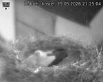 Capi_Dubne_20260525_212504.jpg