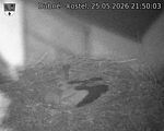 Capi_Dubne_20260525_215003.jpg