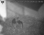Capi_Dubne_20260525_223002.jpg