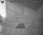 Capi_Dubne_20260526_001002.jpg