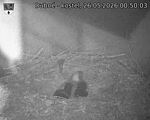 Capi_Dubne_20260526_005003.jpg