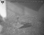 Capi_Dubne_20260526_012502.jpg