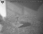 Capi_Dubne_20260526_013503.jpg