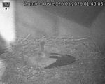 Capi_Dubne_20260526_014003.jpg