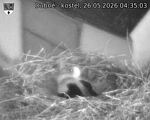 Capi_Dubne_20260526_043503.jpg