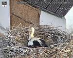 Capi_Dubne_20260526_045003.jpg