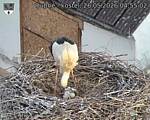 Capi_Dubne_20260526_045502.jpg