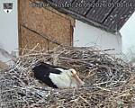 Capi_Dubne_20260526_050004.jpg