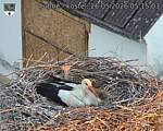 Capi_Dubne_20260526_051503.jpg