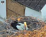 Capi_Dubne_20260526_052002.jpg