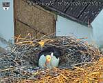 Capi_Dubne_20260526_052503.jpg