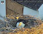 Capi_Dubne_20260526_053003.jpg
