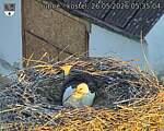 Capi_Dubne_20260526_053504.jpg