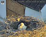 Capi_Dubne_20260526_054003.jpg
