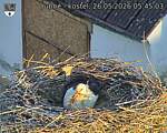 Capi_Dubne_20260526_054503.jpg