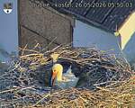 Capi_Dubne_20260526_055003.jpg