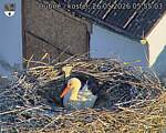 Capi_Dubne_20260526_055503.jpg