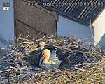 Capi_Dubne_20260526_060003.jpg