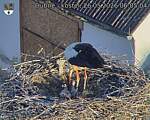Capi_Dubne_20260526_060504.jpg