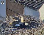 Capi_Dubne_20260526_061504.jpg