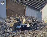 Capi_Dubne_20260526_062003.jpg