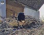 Capi_Dubne_20260526_063502.jpg