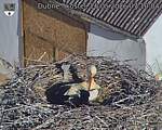 Capi_Dubne_20260526_071004.jpg